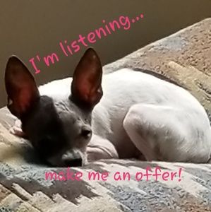 Don't be shy, make me an offer!